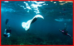 manta ray snorkeling in lembongan island, lembongan fast boat, nusa lembongan, lembongan beach